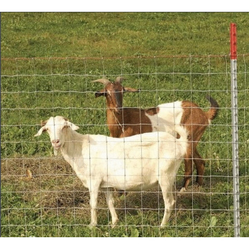 Clôture des prairies de bonne qualité / Clôture des moutons